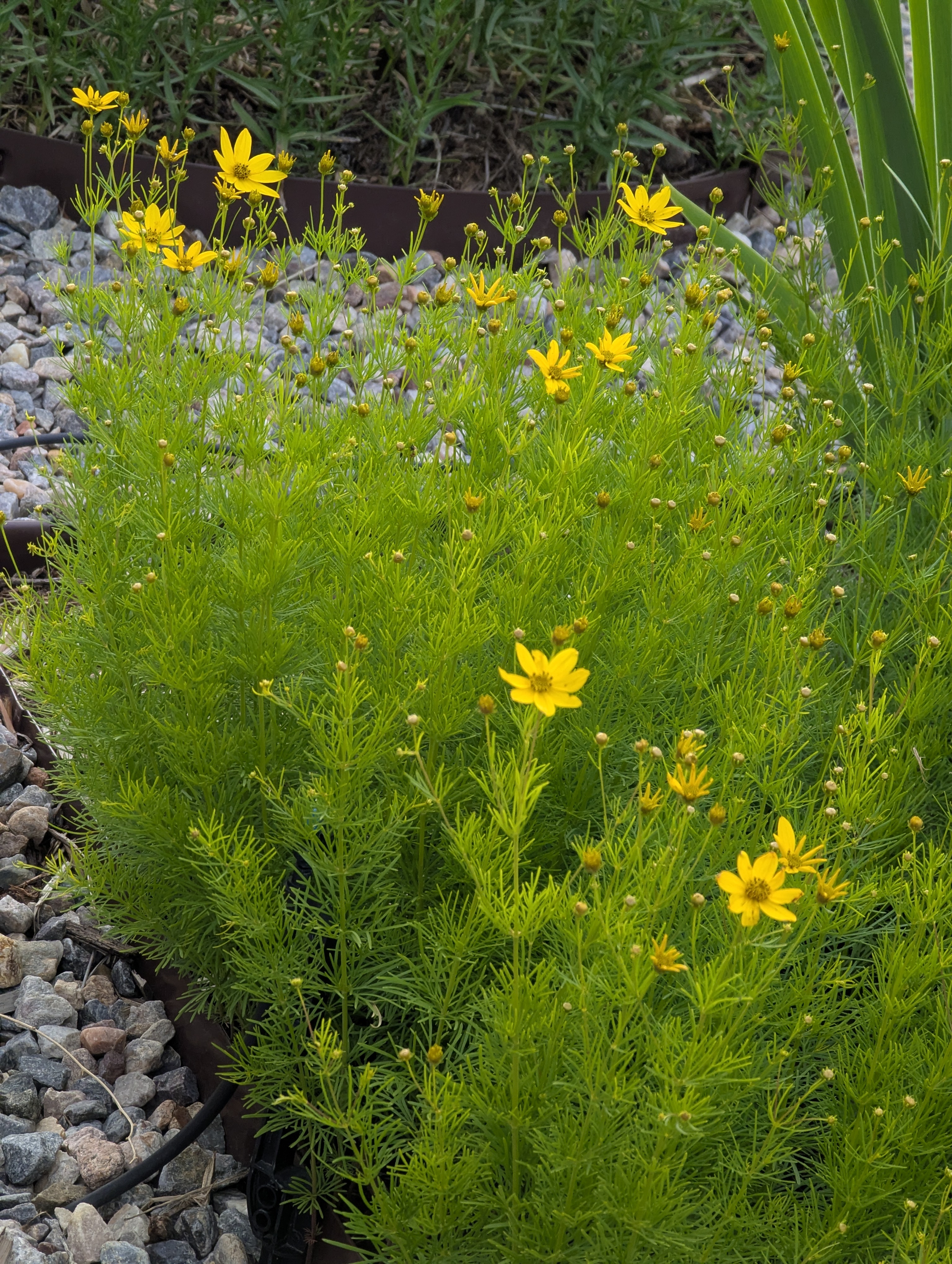 Garden, Morrison, Colorado
